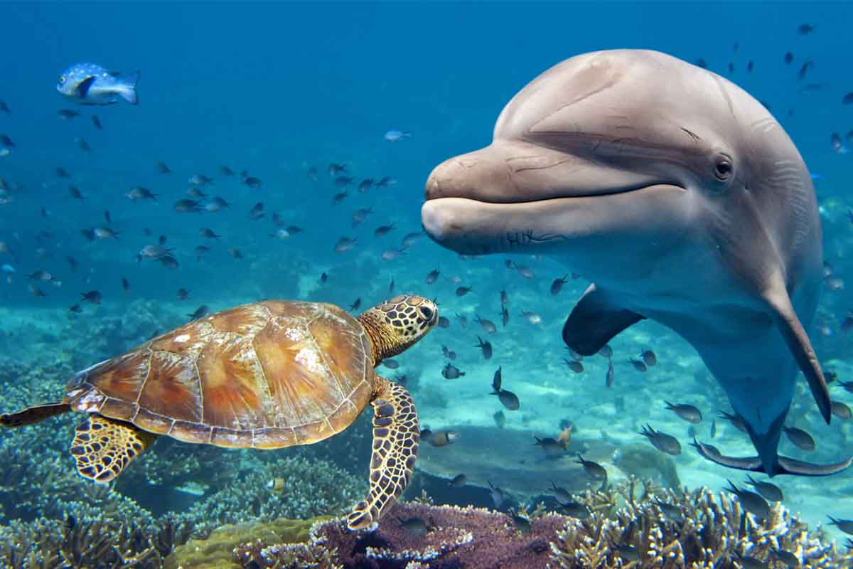 Swim Tube Sun Boat Tours Naples